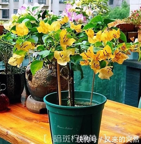 越冬|家里有这花,露养断水2个月,安全越冬50盆