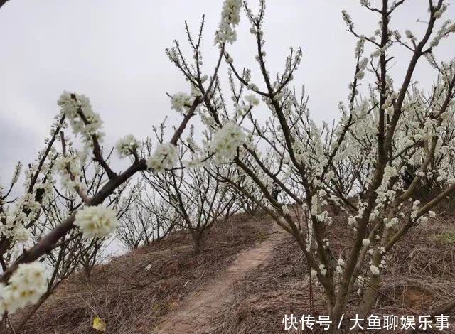 “云”赏花！镇宁李花樱花醉游客