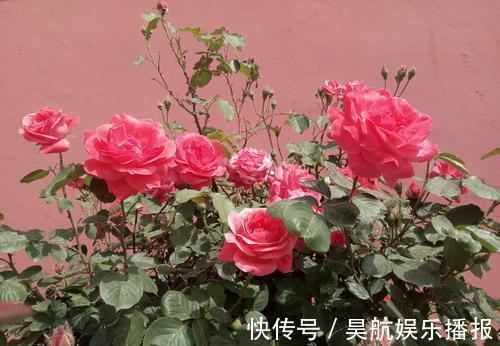 想要月季花开出“繁花”景象，这几件事要做好，5分钟学会！