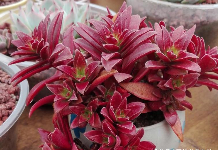 秋天来了 养一盆叫红叶祭的多肉 冬天它的叶片会跟火焰一样红 粉紫色 秋天来了 养一盆叫红叶祭的多肉 冬天它的叶片会跟火焰一样红 粉紫色