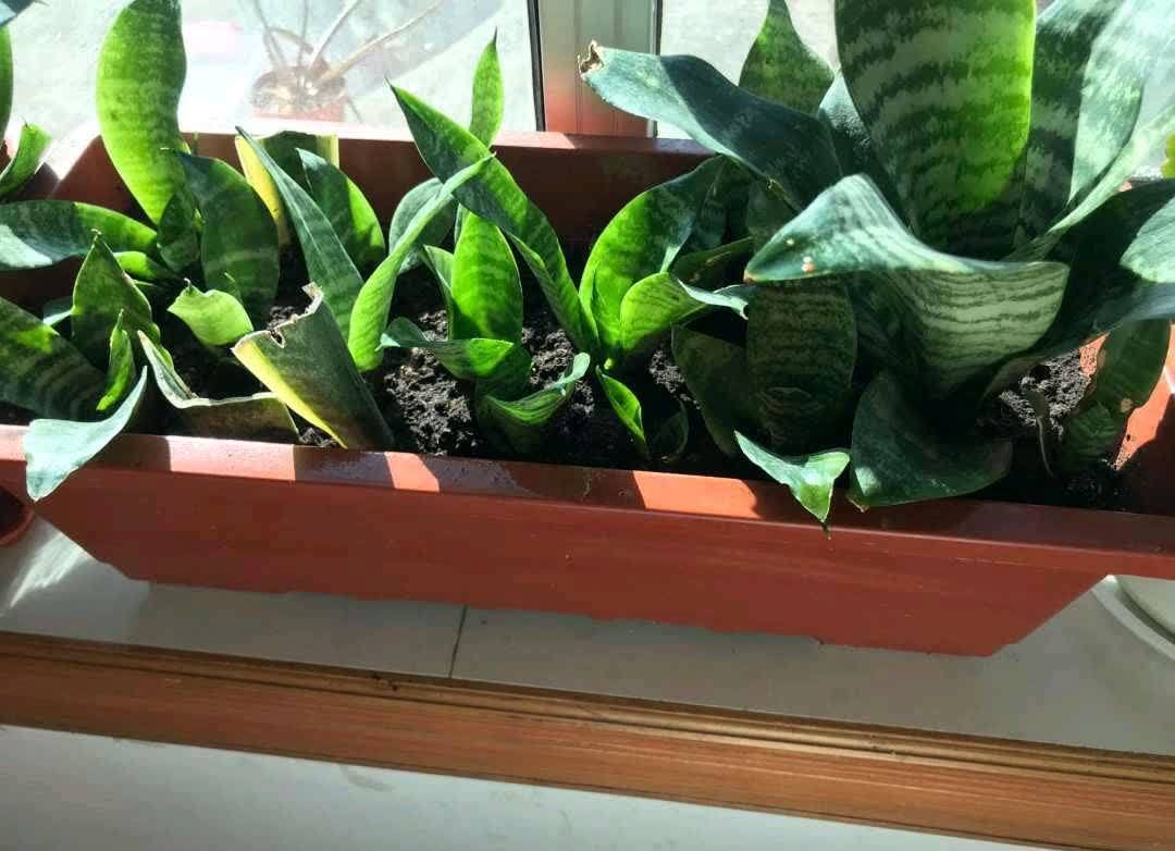 春天,这八种花剪个枝插土里就活,养养就开花,错过就要等明年了