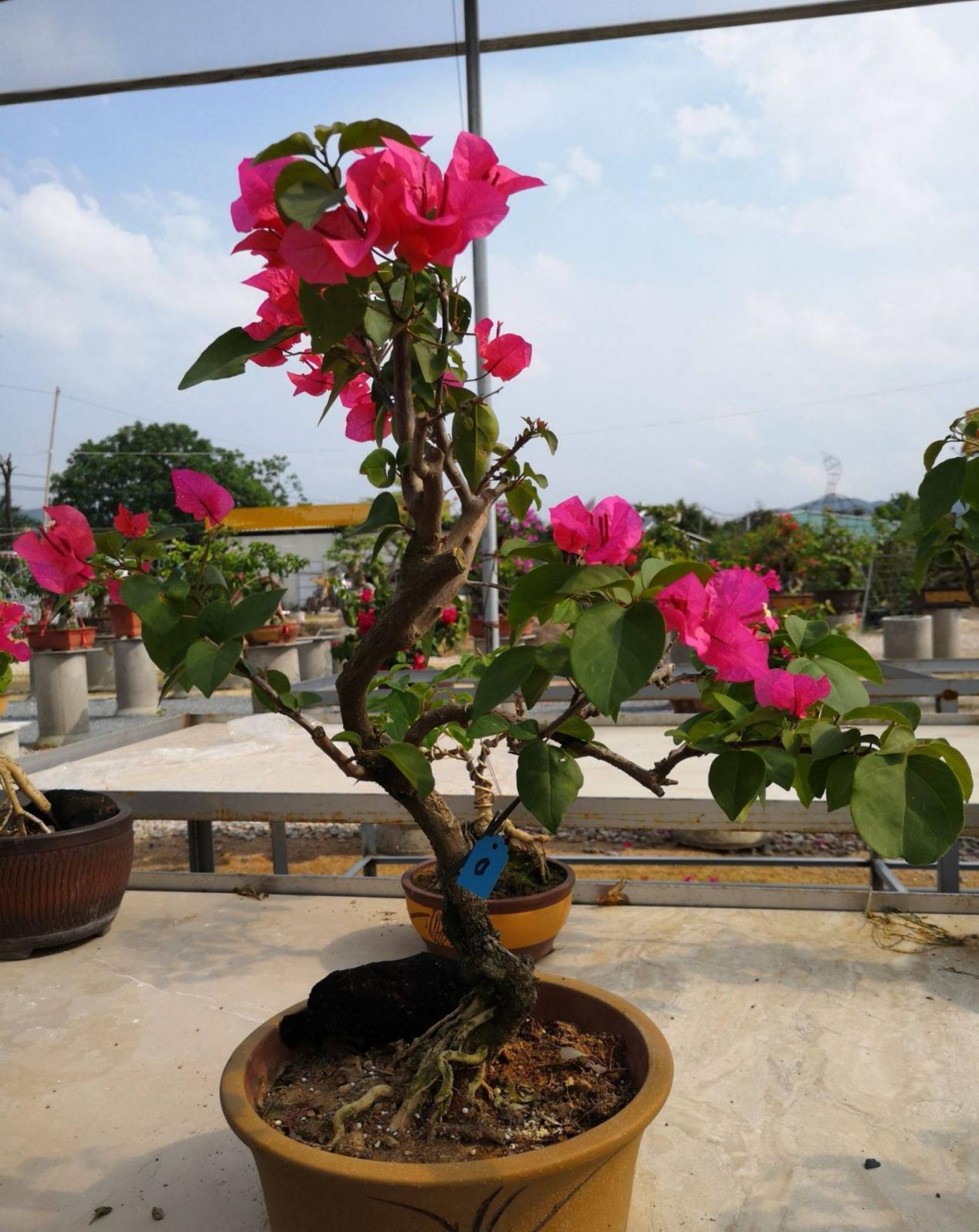 三角梅|将这4点落实到位，盆栽三角梅开花更漂亮，效果肉眼可见的显著