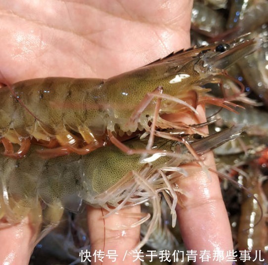 买大虾,别只看价钱,遇到这4种白送都不能要,老板自己从来不吃