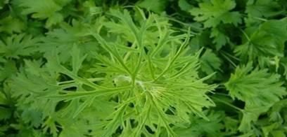 艾灸要掌握“君臣佐使”取穴技巧!中医教你配