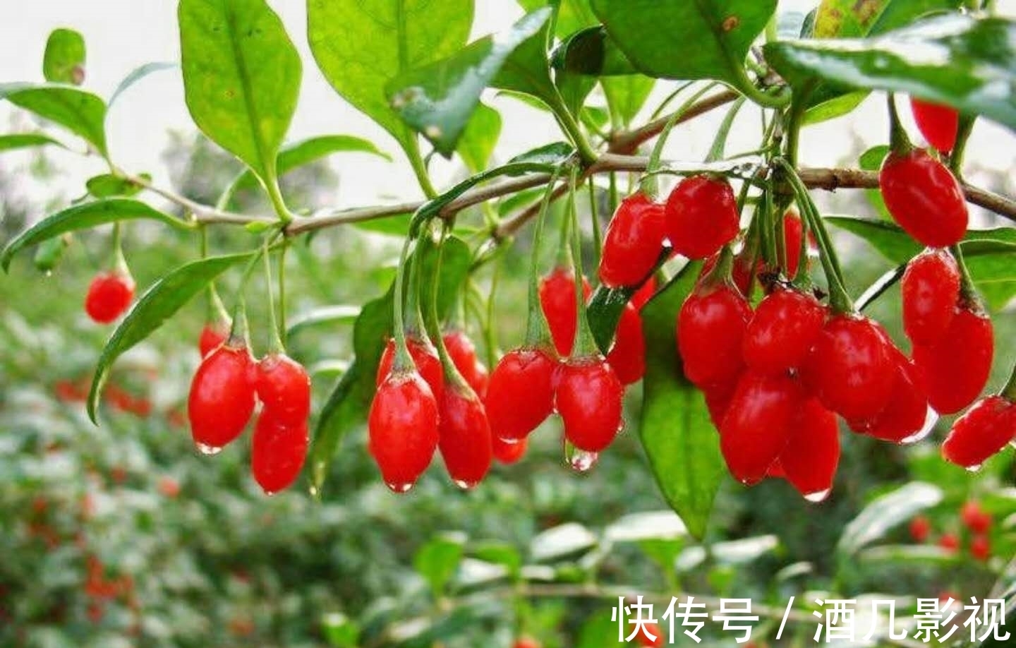 枸杞红枣|枸杞加点“它”,男人生精强悍、女人润如桃花