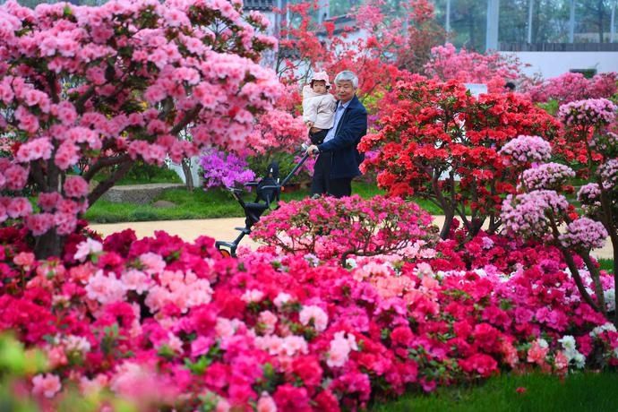 【组图】 日照：人间四月天 杜鹃争芳艳