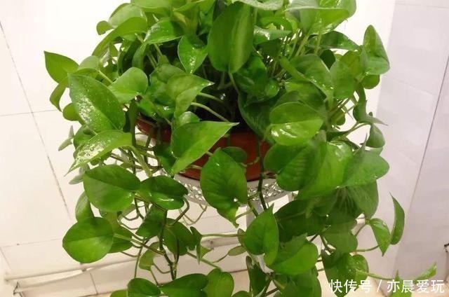 枝叶茂盛|绿萝过冬“三要点”,顺利过冬,枝叶茂盛,越长越旺