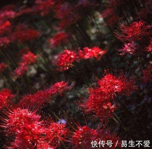 地狱之花 彼岸花 曼珠沙华 快资讯 地狱之花 彼岸花 曼珠沙华 快资讯