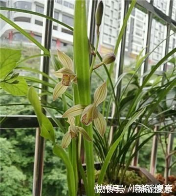 兰花“病央央”，教你几招，瞬间恢复生机，开花多多