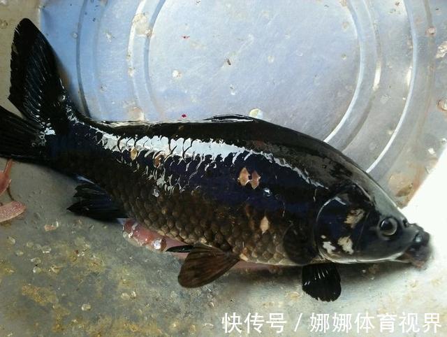 外来|钓获罕见鲫鱼被劝放生：劝放生的大爷，您知道它是什么鱼吗？