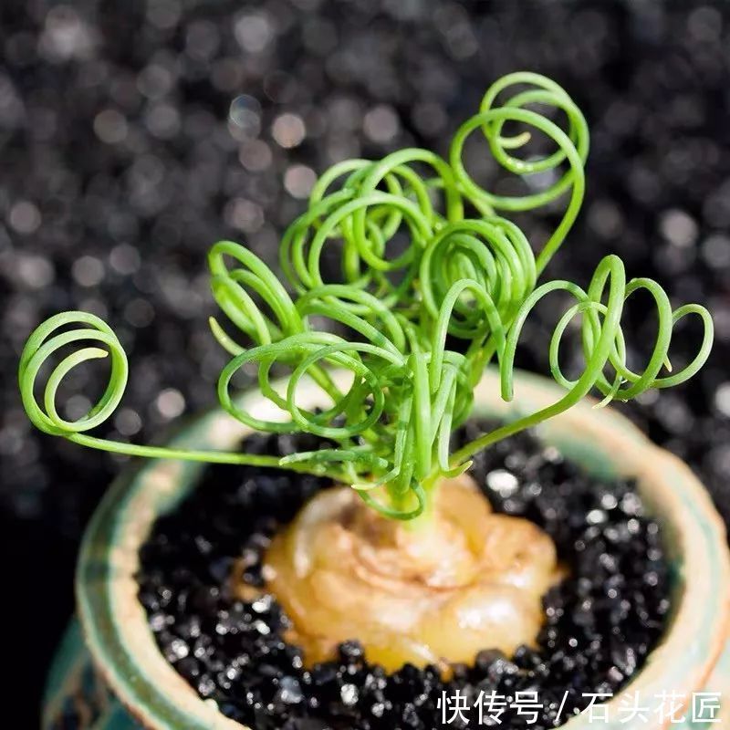 鱼骨|此5种植物,叶子“奇特”又漂亮,养在家里大气、又好看