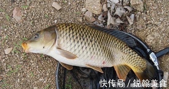 钓友|钓鲤鱼选什么钓位?钓鲤鱼用什么饵料最好?