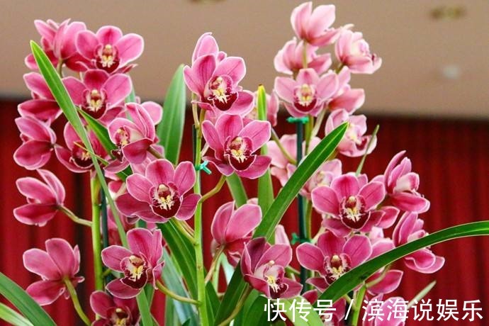 兰花|这几种花是吃土机器,秋天必须换盆土,否则再怎么养都黄叶哗哗掉