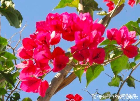 叶子|三角梅只长叶子不开花怎么办从三个环节“下功夫”,不爆盆都难