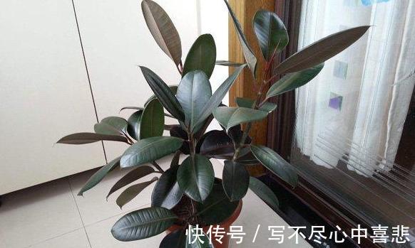 陶冶性情盆栽这5款植物，观赏价值高，新手都能轻松养活