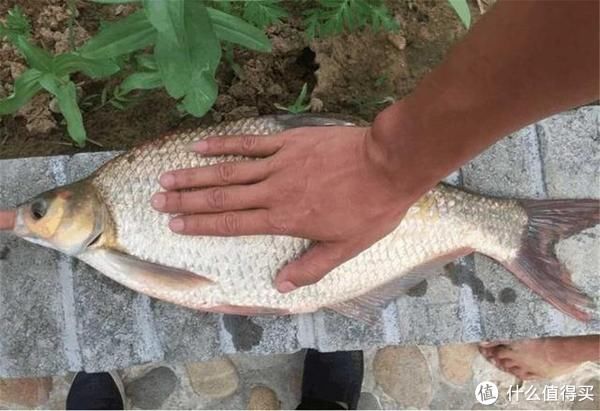 鲫鱼|还在花钱买钓鱼小药？有了这3种东西，不用再花冤枉钱了