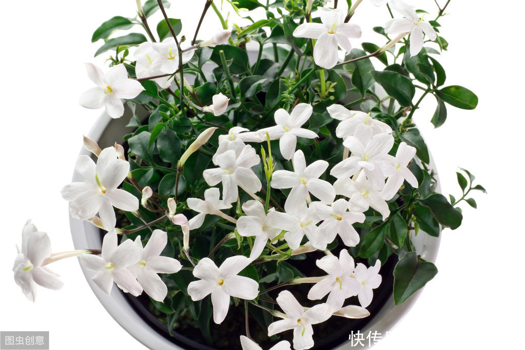 修剪|茉莉花、栀子花开了一茬又一茬,原因这么简单,一步就能做到