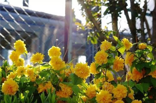 如果我有小院，一定养此3种“爬藤花”，2年时间开出一面花墙