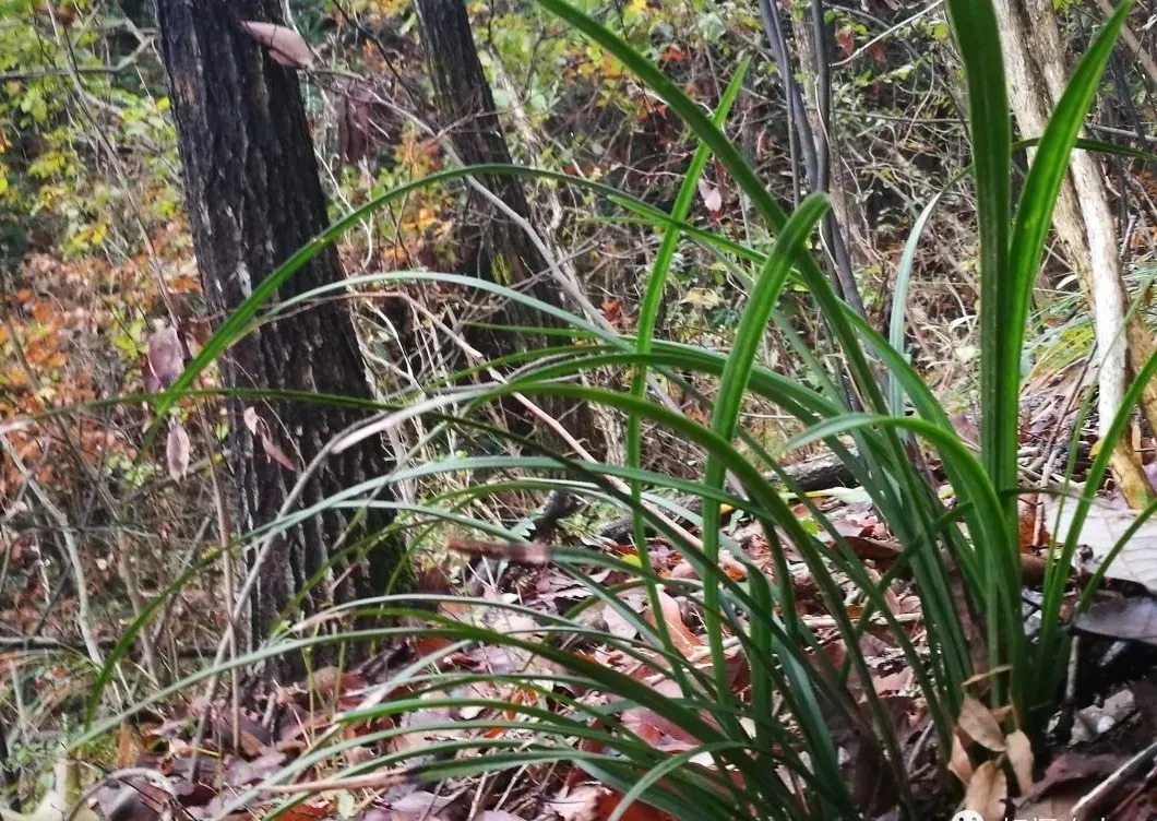 松针腐殖土养兰花,做好两件事,来年春天有好植料