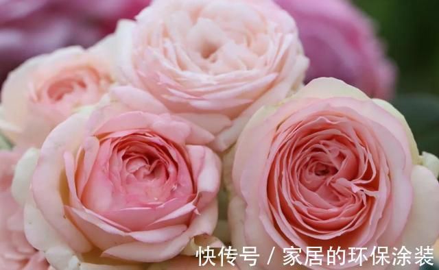 花型|太热了，“粉龙”不开花，用以下月季品种来弥补遗憾，真心不错