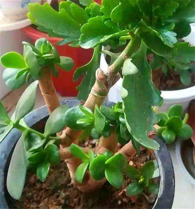 玉树扦插生根难掌握7个要点，后期精细养护，1个月生根长新芽