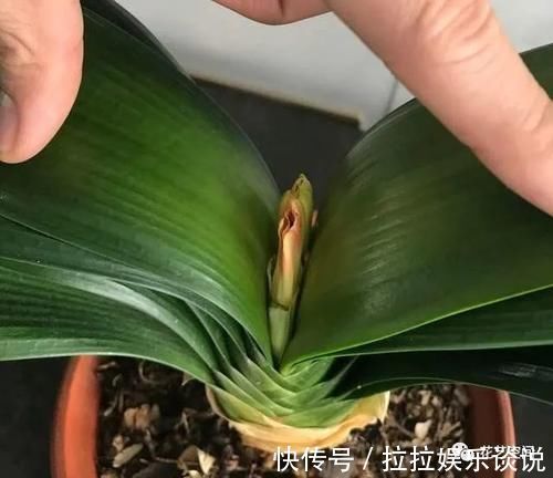 健壮|家里君子兰不开花、夹箭，教你个方法，轻松搞定