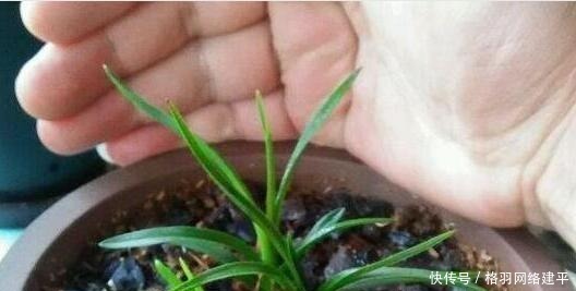 养花|盆里有了“它”,“小芽”多又壮,养啥旺啥,可别再“扔”了!