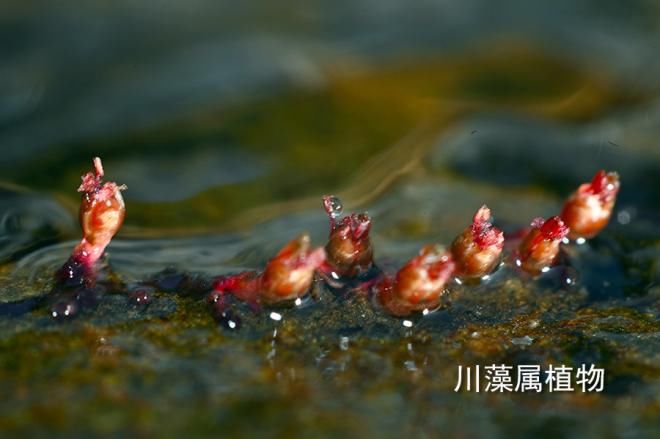  生长|这草好强，卵石上扎根，湍流中生长