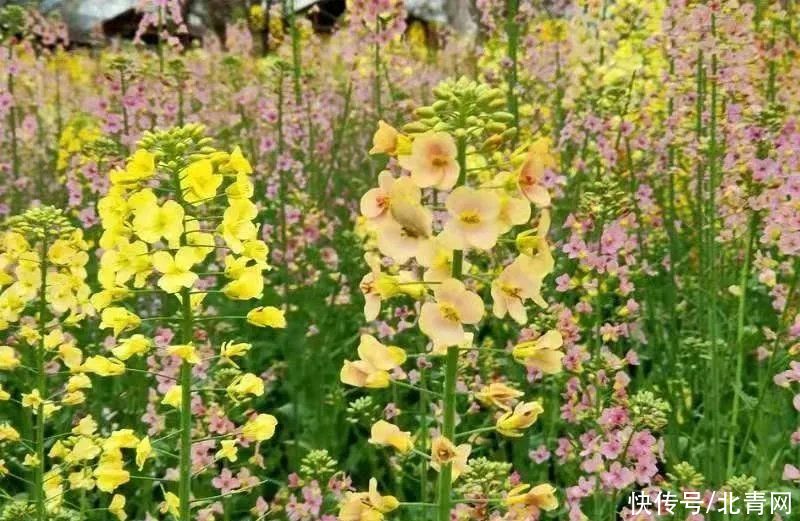 你见过彩色油菜花吗？快到顺庆渔溪来观赏