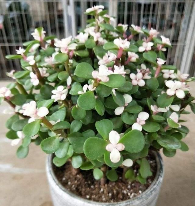 金枝玉叶掉叶子怎么办金枝玉叶叶子一碰就掉原因及解决方法