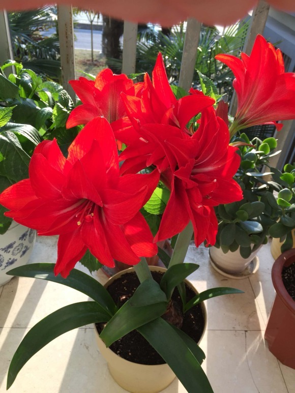 花朵|你见过比它们还红的花吗纯正的国旗红,艳丽夺目!