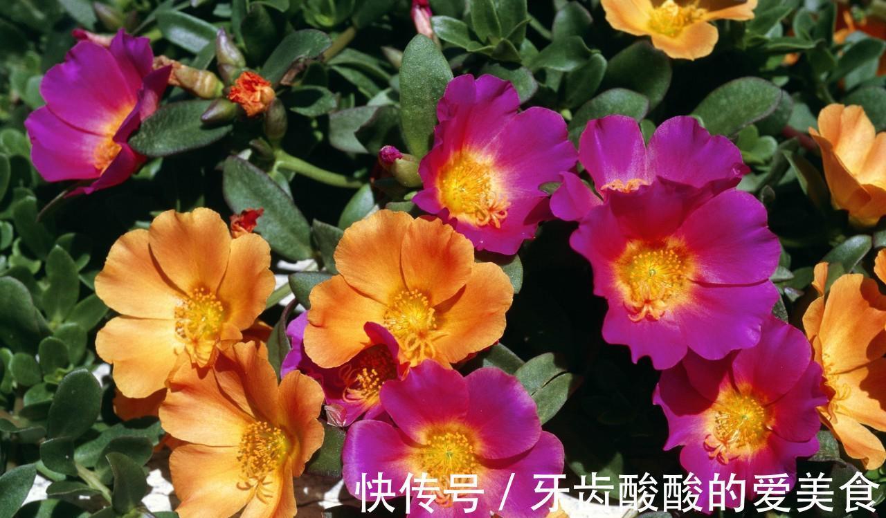 花大色|快到小雪了,家里要有的3种“好运花”,寓意福临小院满院春光