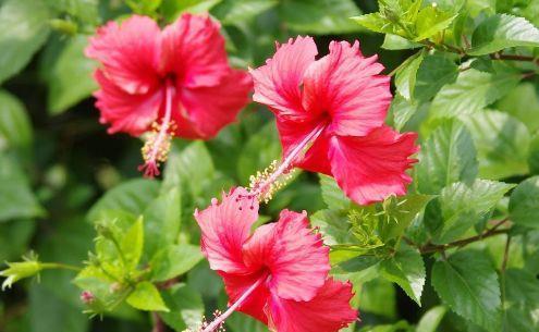 几款花卉对待新手很友好,不用操啥心,花开姿态万千