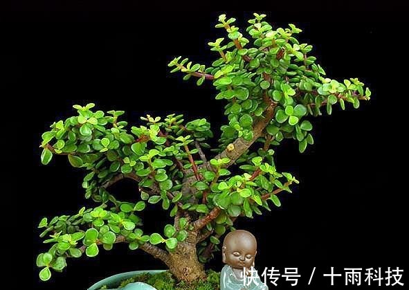 养分|金枝玉叶这样养，枝干粗壮叶片肥，一根小枝条，一年变“老桩”