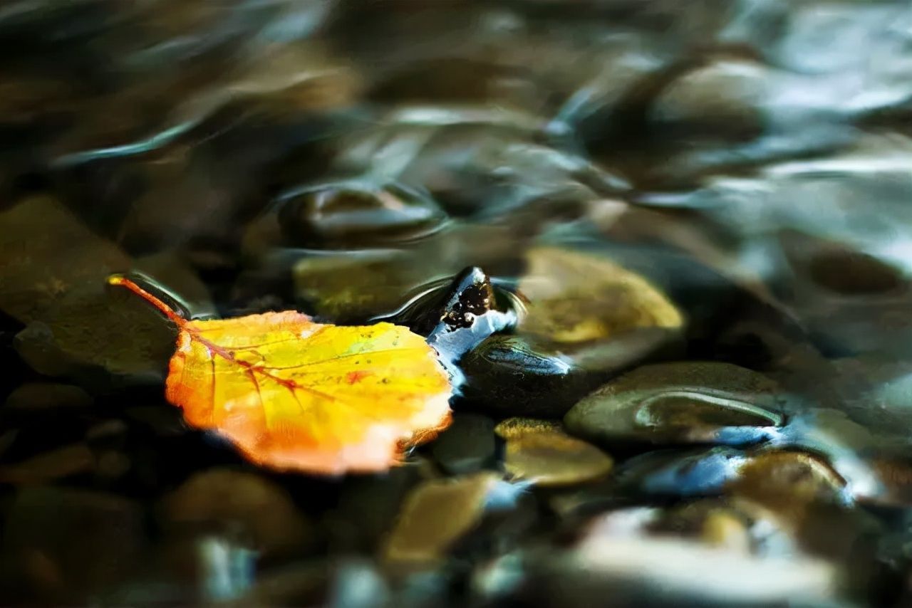 杜甫&诗词丨史上最全“秋”字飞花令,句句经典,值得永久收藏