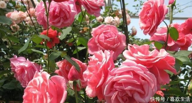 养好月季花最重要的两点,掌握好后,花大色艳邻居羡慕极了