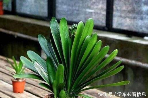 “1种常见的小东西”砸一砸,养君子兰,花苞呼呼冒,花大色艳!