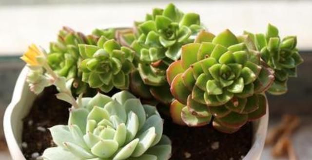 夏季|养多肉,天热是“一道坎”这3种好养护,度夏0压力