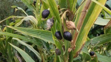 小时候常拿这个植物的果子做手链,到现在我还不知道名字,谁知道