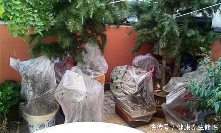 三角梅换盆套个“方便袋”,怎么折腾都不黄,成活率百分百!