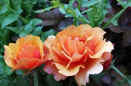 橙黄色|此花,比茶花漂亮,比茉莉清香,每年花开长达200天,值得拥有