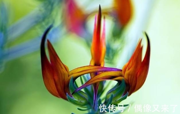 世界上最稀有的花,有些美的让人不可思议,是观赏精品