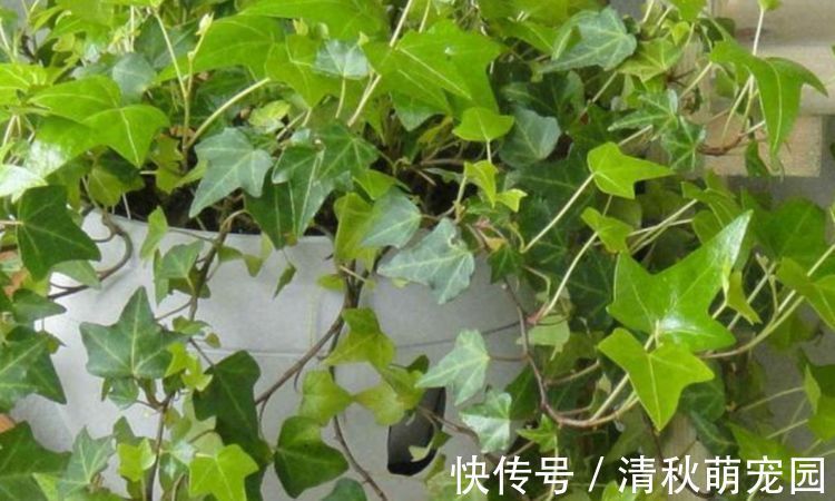 花卉|家里养此款花卉,便宜又好养,简单易成活,纯洁美