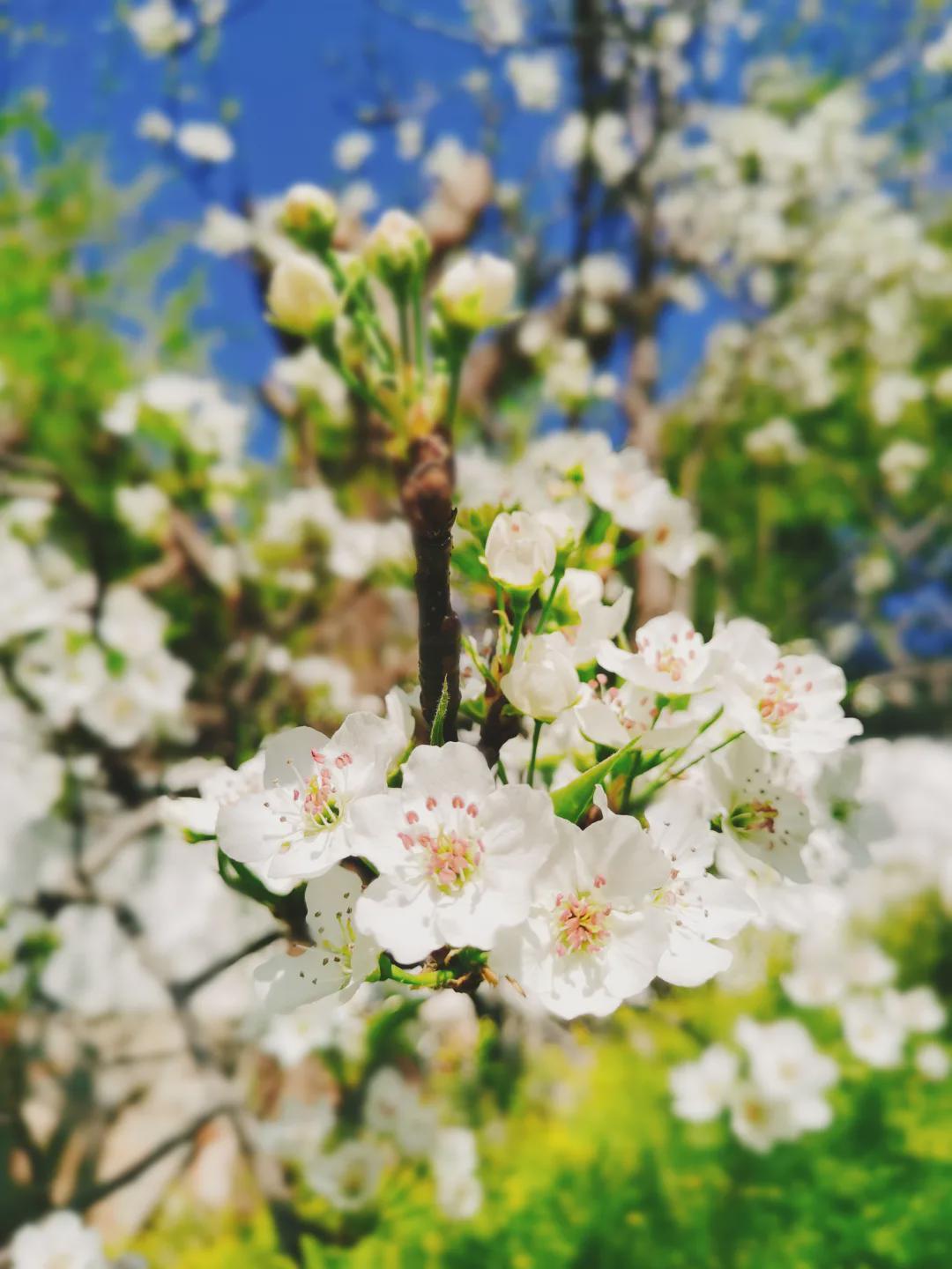 人间四月芳菲尽，我在丽江等你来！