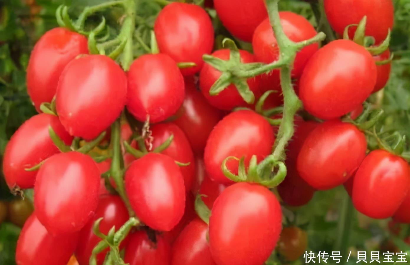 早好|聪明的人都在吃3种食物,补充营养、延缓衰老,早吃早好!