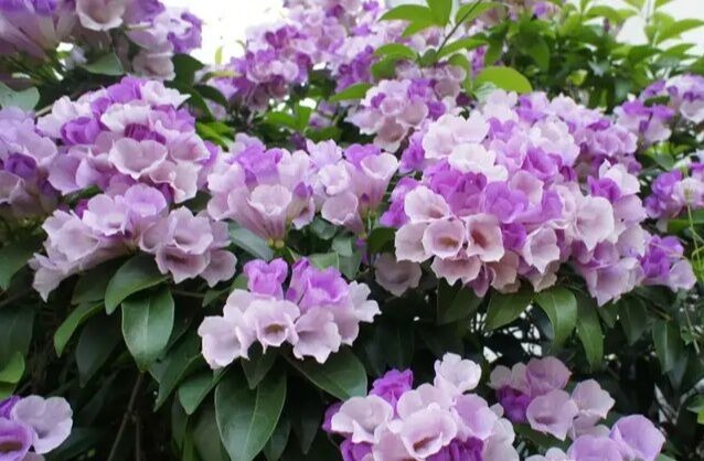 此花卉开花“3色变换”,一株开花200朵,能把阳台变“花海”