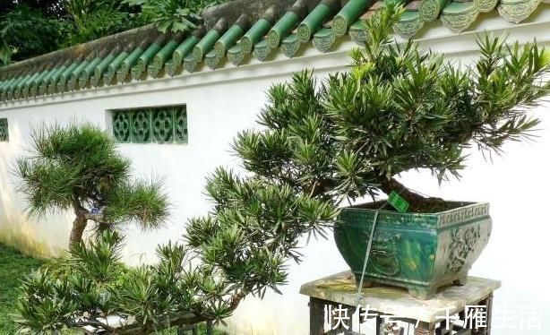 养这“昂贵盆景”不花钱,折1根枝“插”土里,15天生根,长势猛