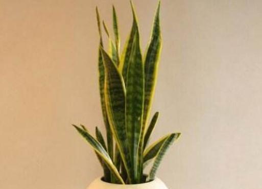 养好虎皮兰，一天一点“黑渣”不能少，新芽一钻就10个，盆盆爆