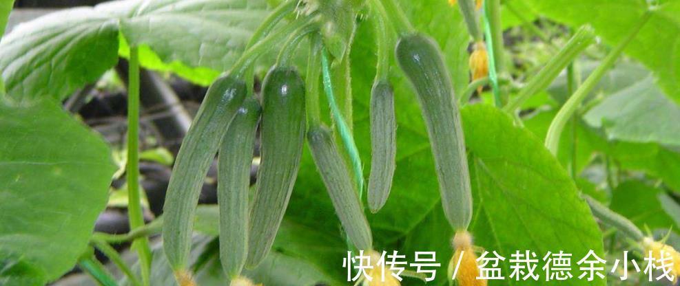 排毒|夏季多吃此物，可以排毒通便养护肌肤，更能增强免疫力