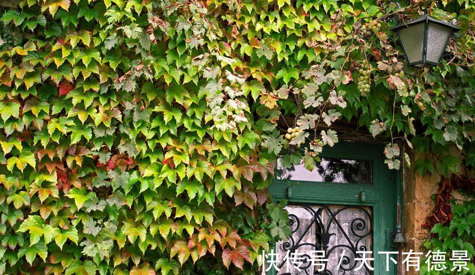 园林|10种天天见的观叶植物你可能叫不上来名字,来看看你能认识几种